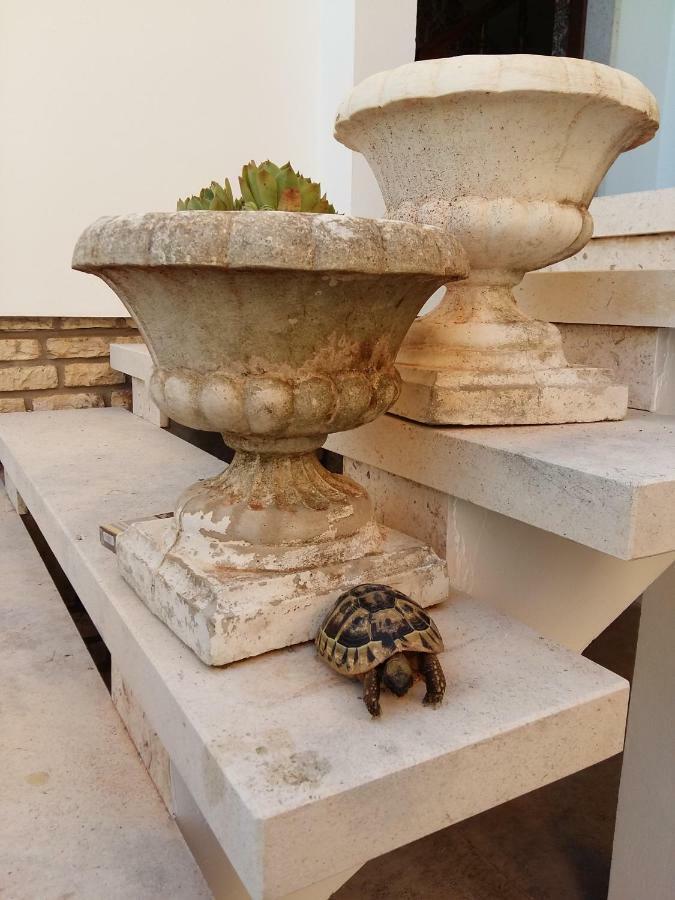 Villa Feodora 比奥格勒·纳·莫鲁 外观 照片